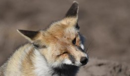 狐狸在线手机观看,手机端畅享精彩影视时光